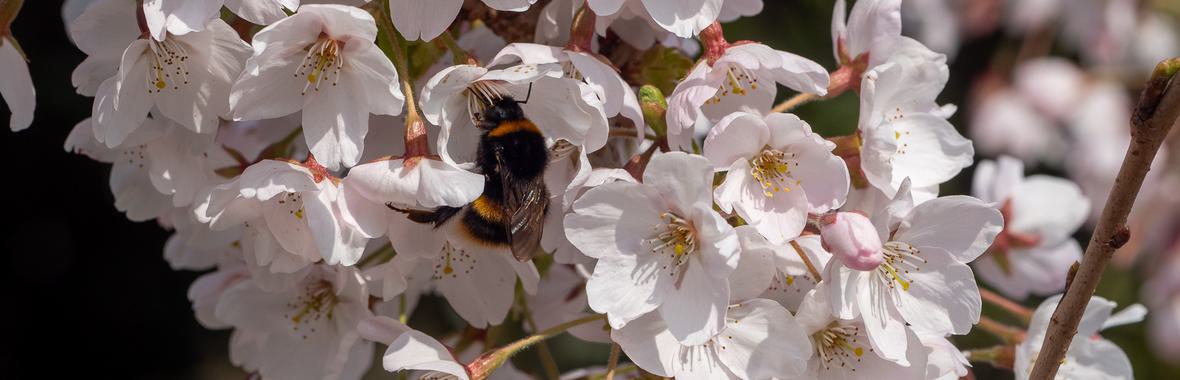 Cluster of blossom flowers with a bumble bee in the middle.