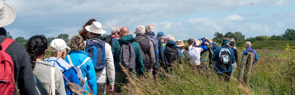 Group of walkers walking through reedbeds