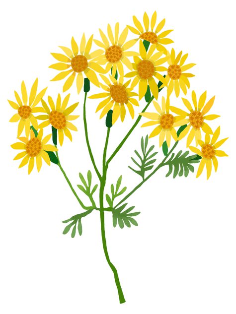 A print of ragwort by Brie Harrison