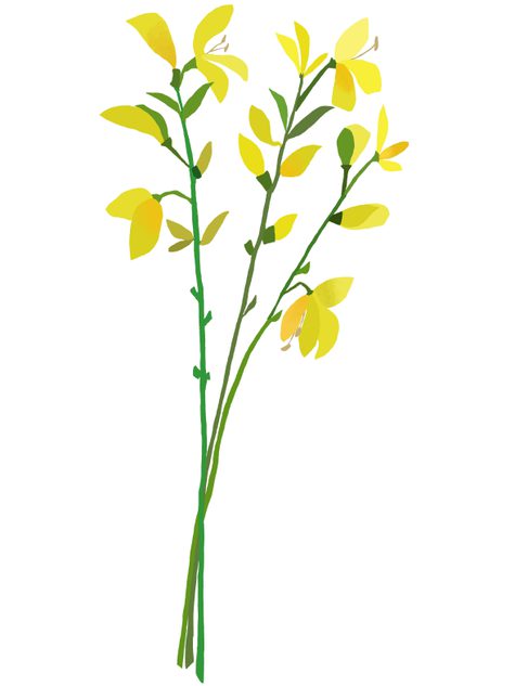 A print of broom by Brie Harrison