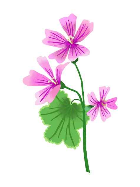 A print of common mallow by Brie Harrison