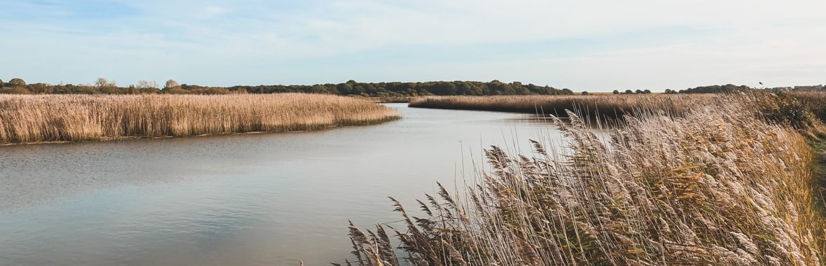 The River Alde and reedbed