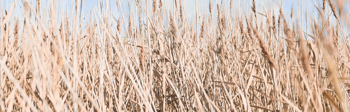 Reeds of straw-brown in winter fill the frame, against a blue sky