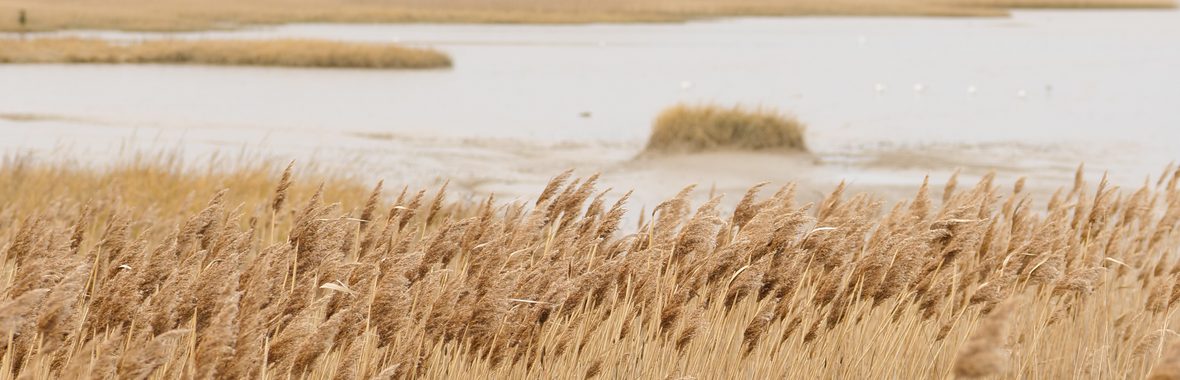 A reedbed
