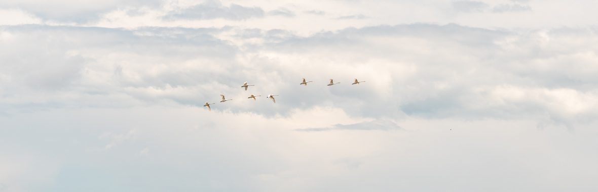 A landscape at Snape Maltings.