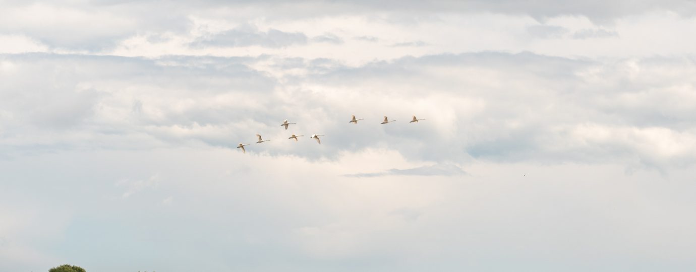 A landscape at Snape Maltings.