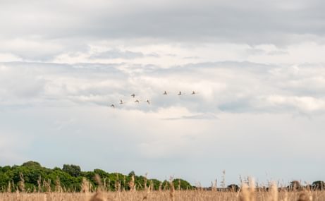 A landscape at Snape Maltings.