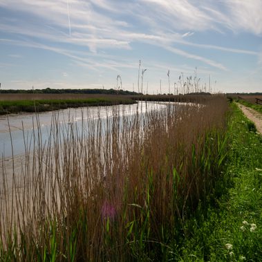 A reedbed next to the river.
