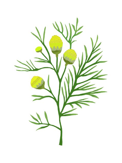 A print of pineapple mayweed by Brie Harrison