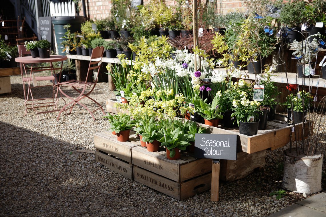 courtyard garden plants and table set