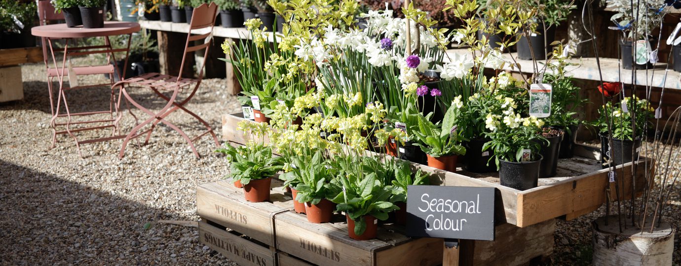 courtyard garden plants and table set