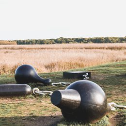 Large black objects on the grass