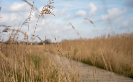 Reeds and a walkway