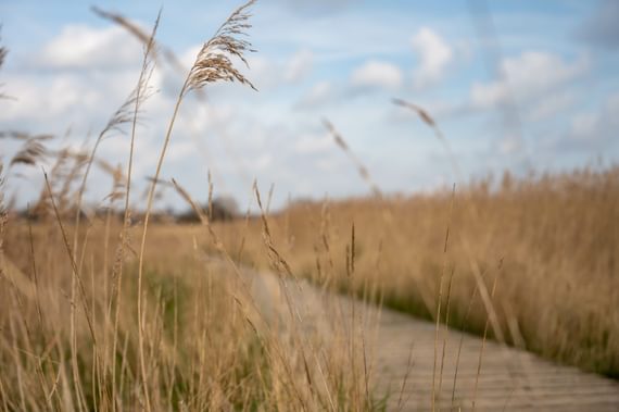 Reeds and a walkway