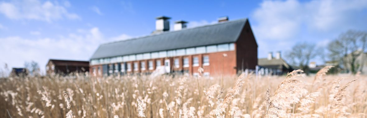 Snape Maltings Concert Hall blurred in the background with reeds in the foreground.