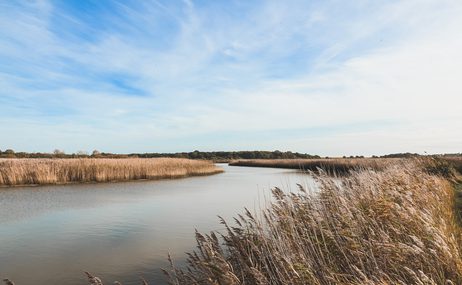 River in the reeds