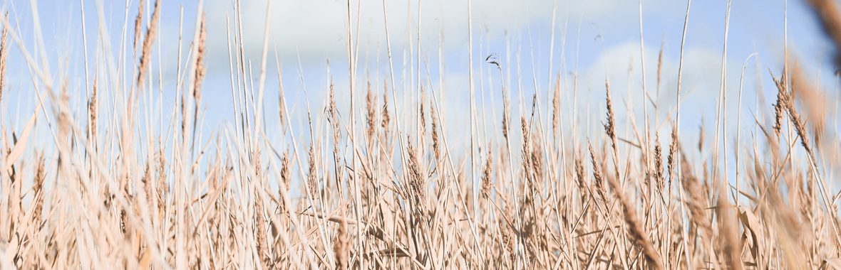 Reeds
