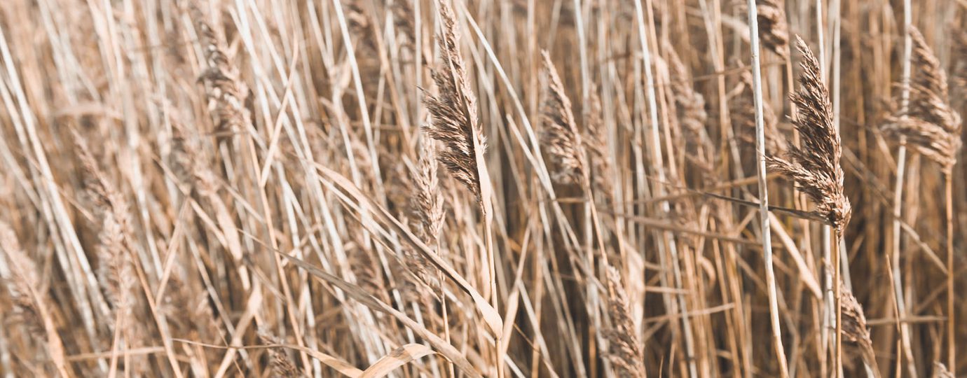 Reeds
