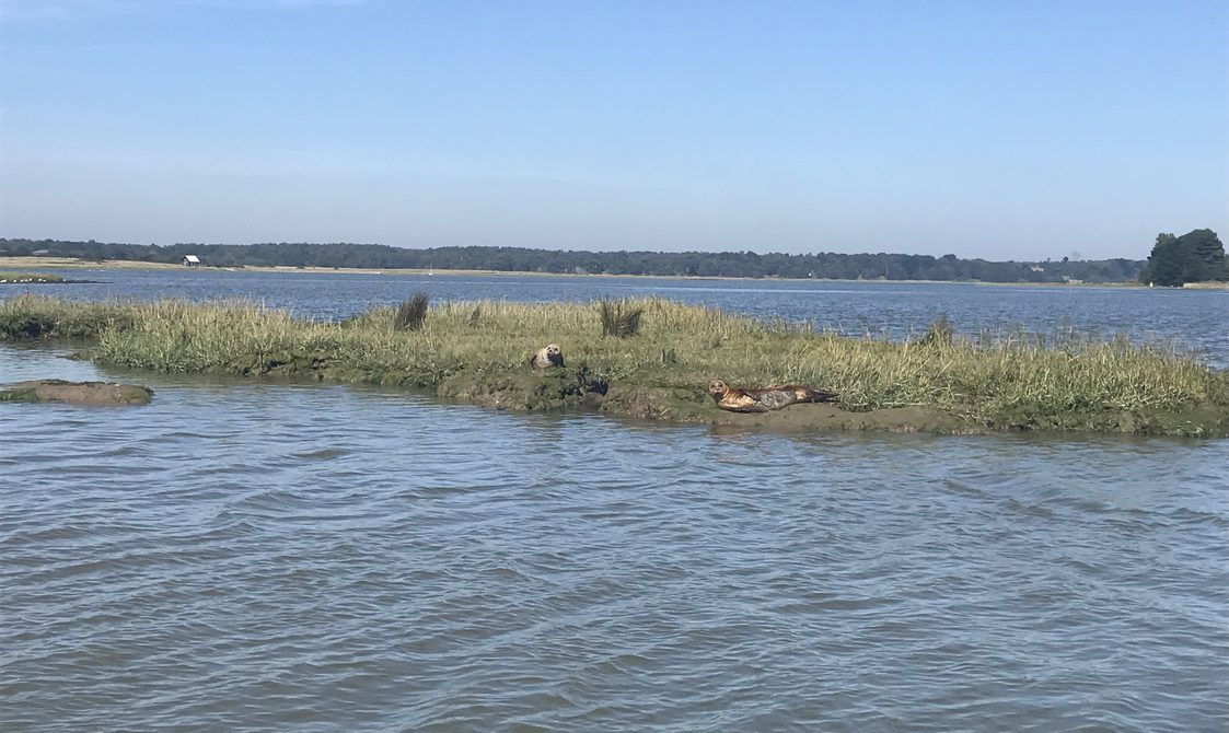 Two seals lying on a grassy island in the middle of the river.