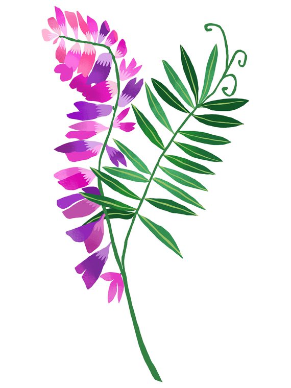 A print of a tufted vetch by Brie Harrison