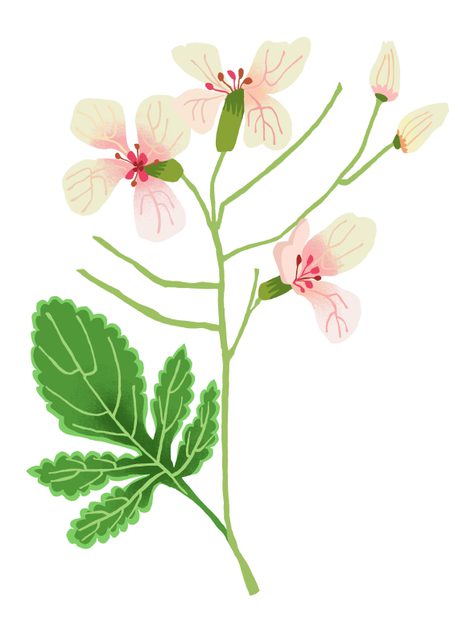 A print of wild radishes by Brie Harrison