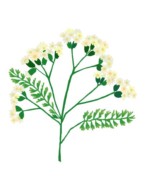 A print of yarrow by Brie Harrison