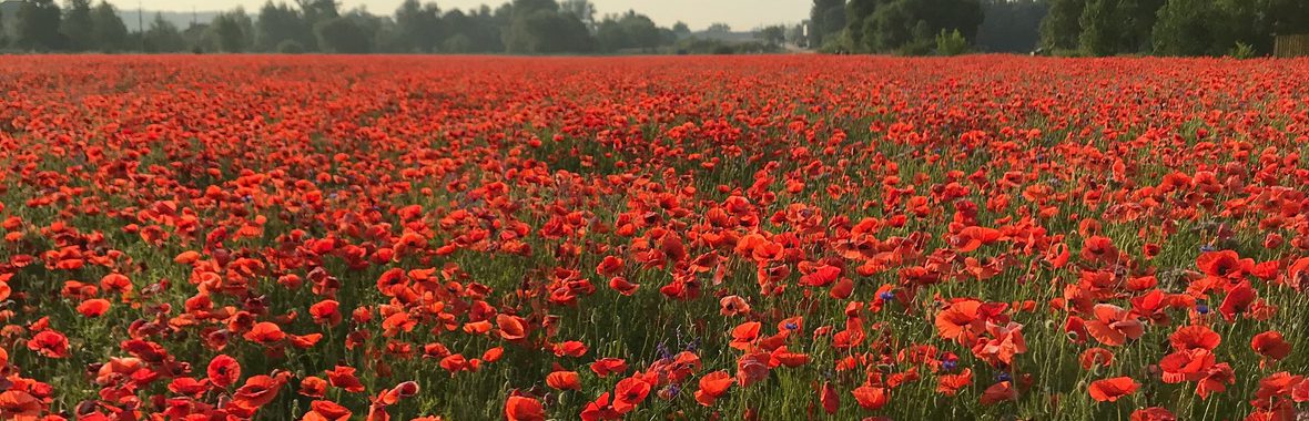 Field of bright red poppies.